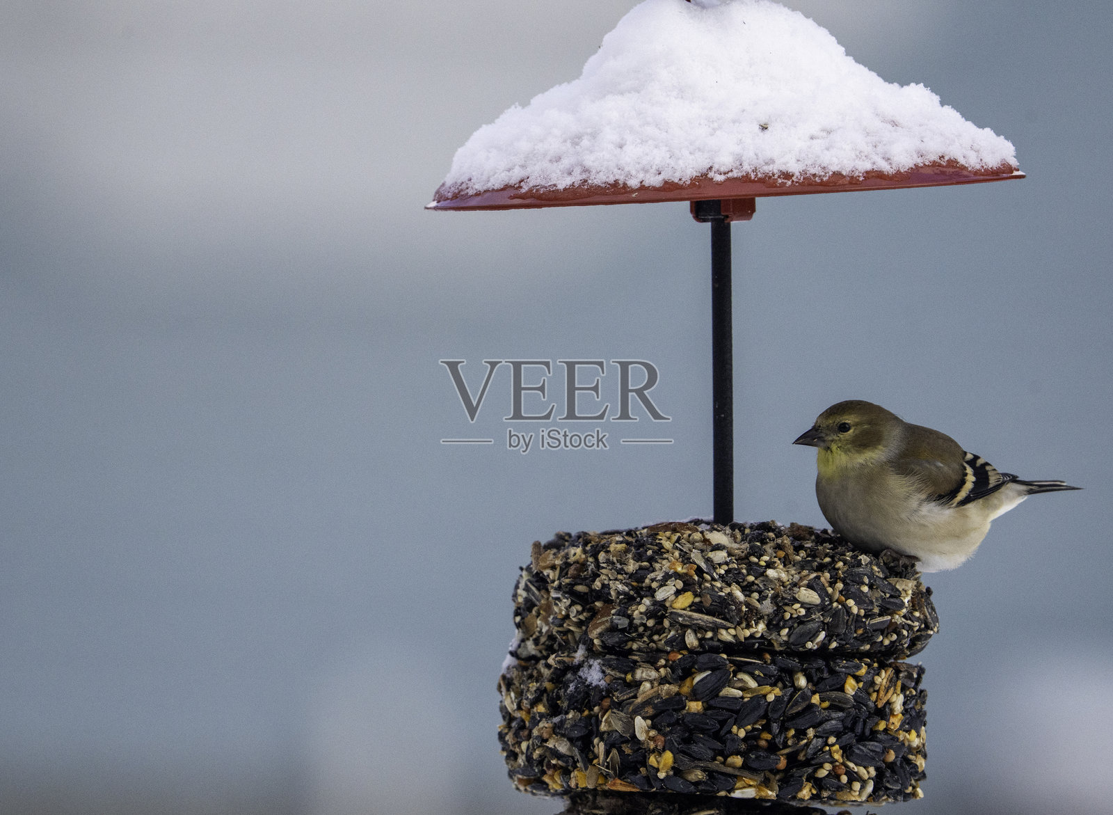 美国金翅雀在堆叠式喂食器上照片摄影图片