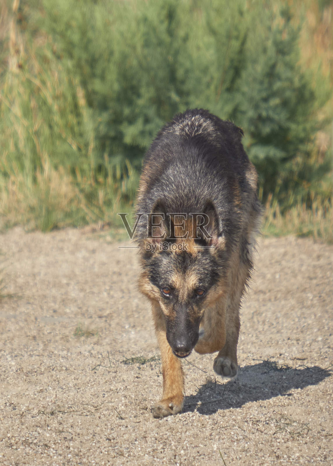 一只活跃的狗正在探索河流的自然环境。照片摄影图片