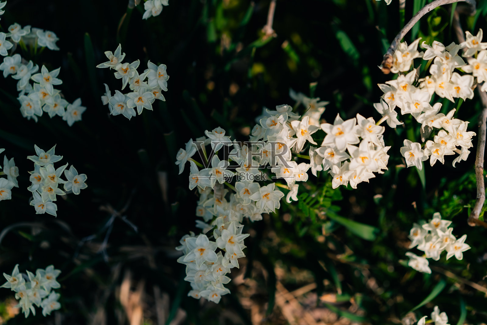 白色和黄色的黄水仙（Narcissus Tazetta）照片摄影图片