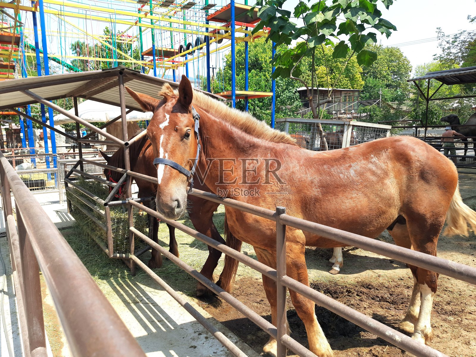 两匹马照片摄影图片