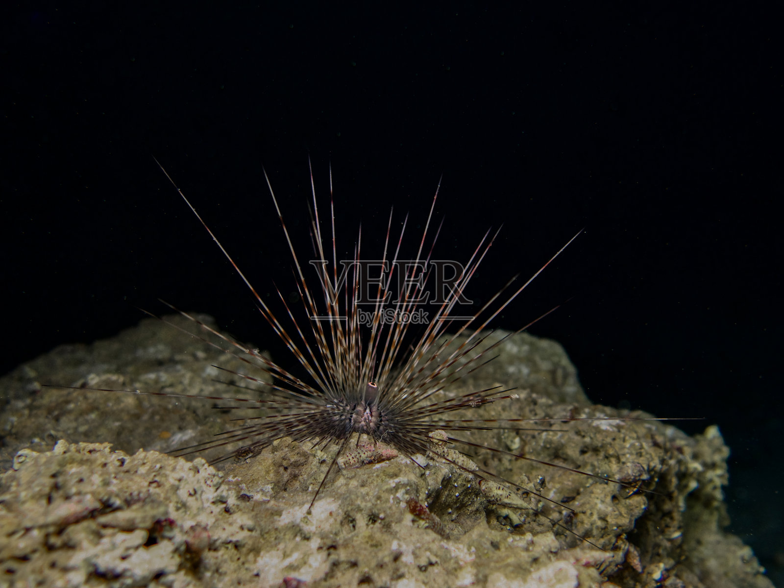 夜间的长棘海胆照片摄影图片