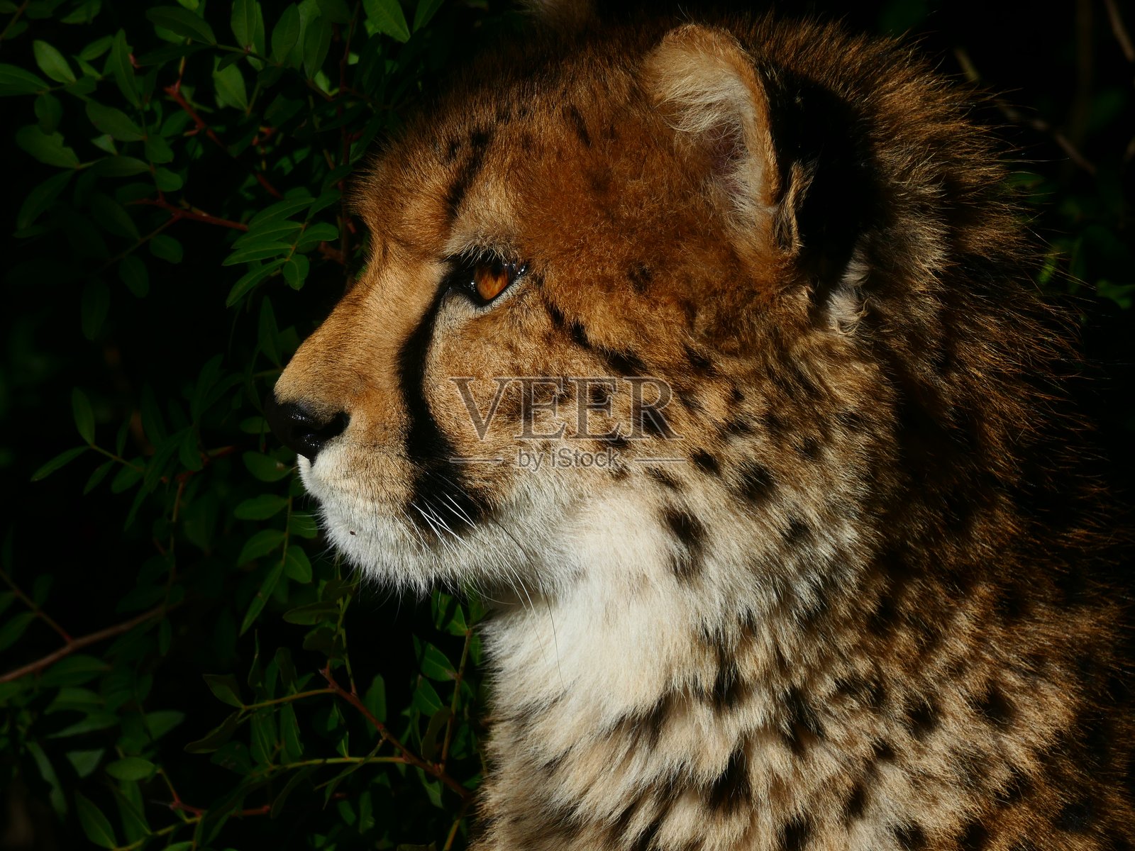 一只猎豹照片摄影图片