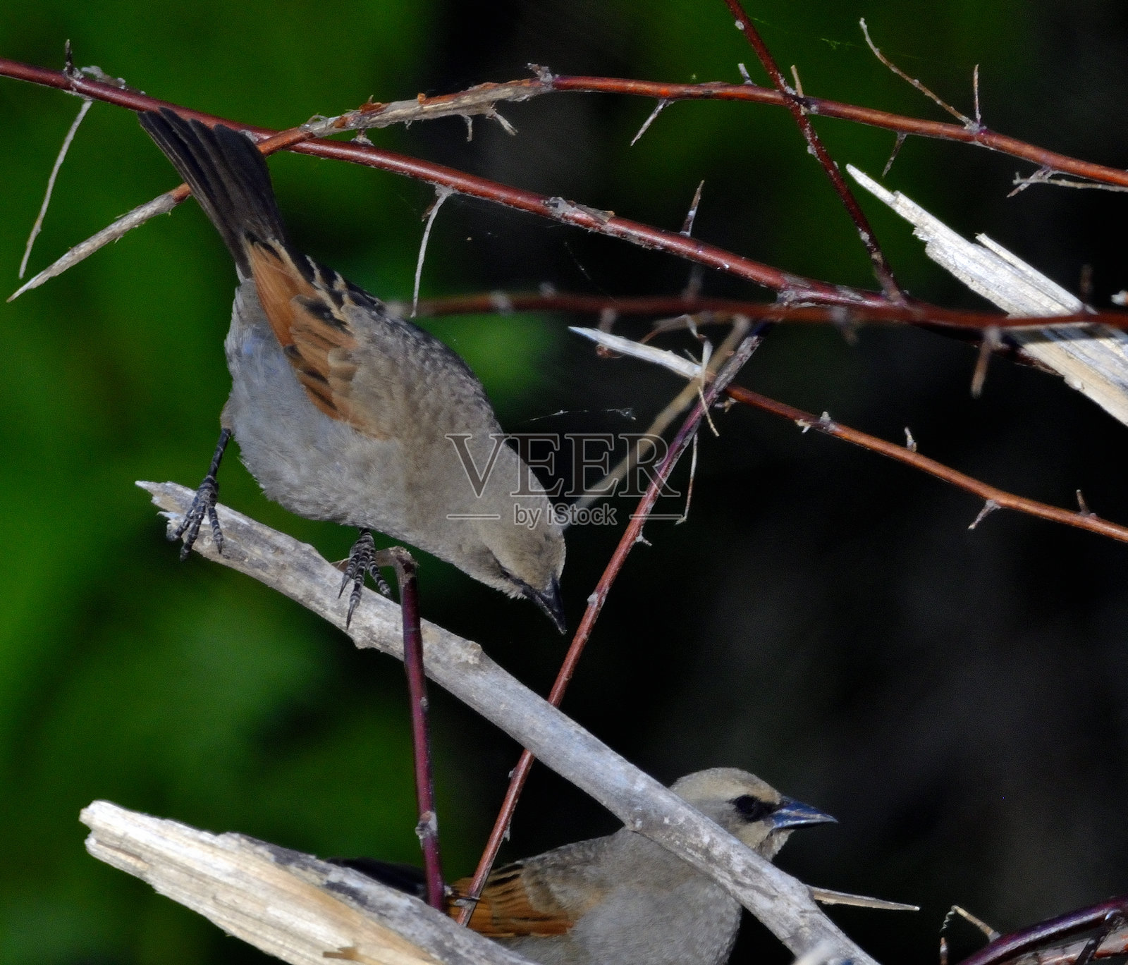 鸟照片摄影图片