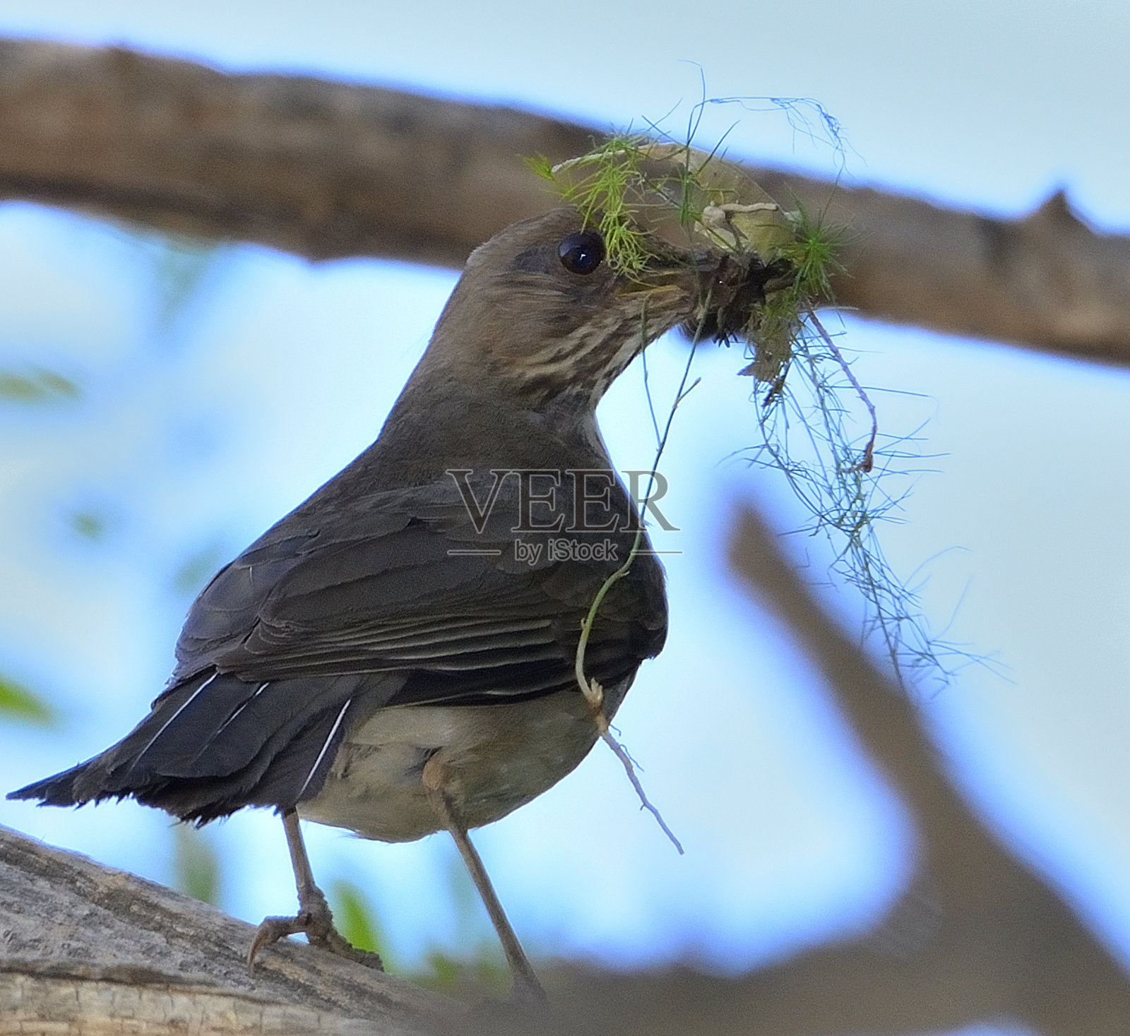 画眉鸟照片摄影图片