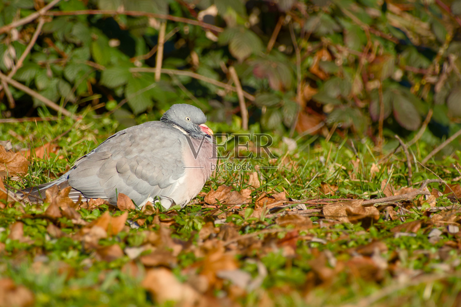 普通林鸽在地上休息照片摄影图片