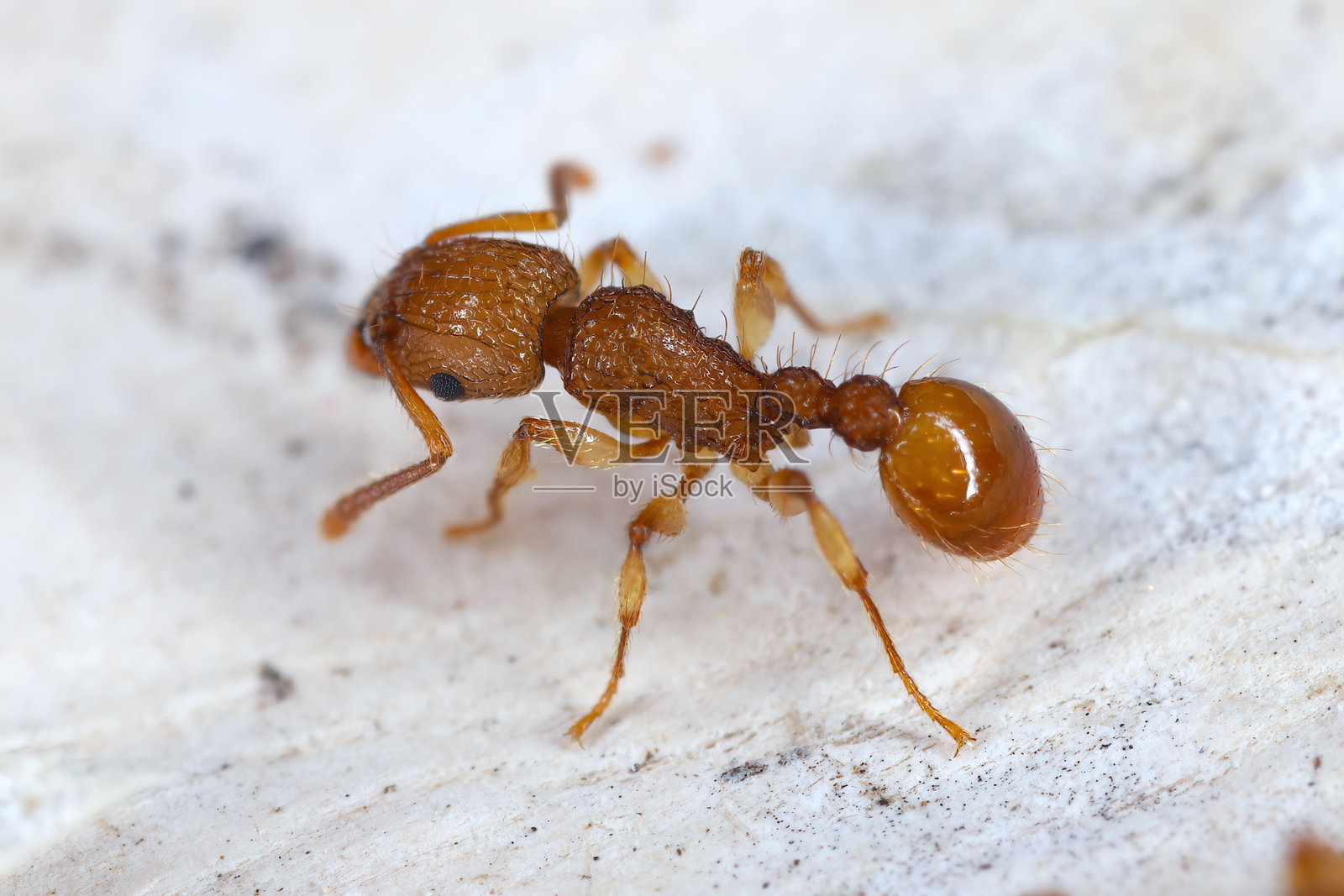 Tetramorium insolens，一种泛全球性的行踪不定的蚂蚁物种，原产于太平洋岛屿，但在其被引入的世界其他地区是入侵性、外来且非本地的。照片摄影图片