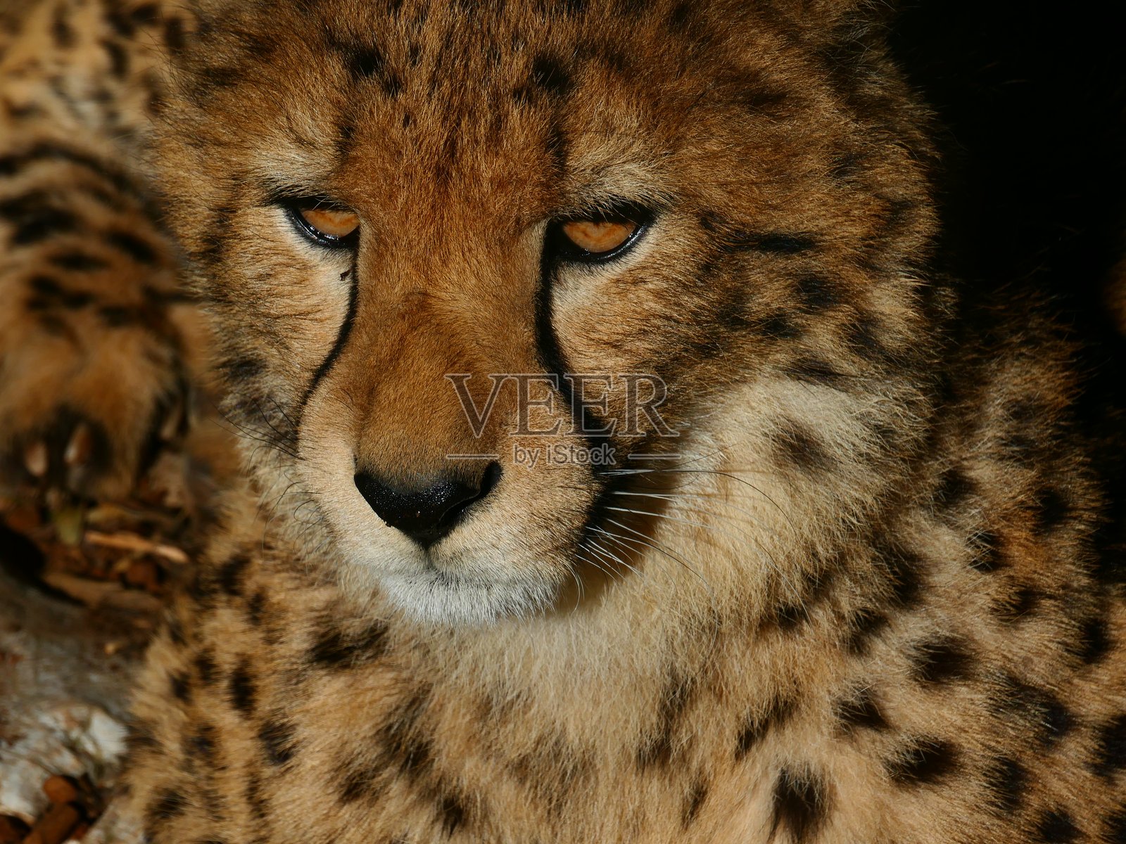 一只猎豹照片摄影图片