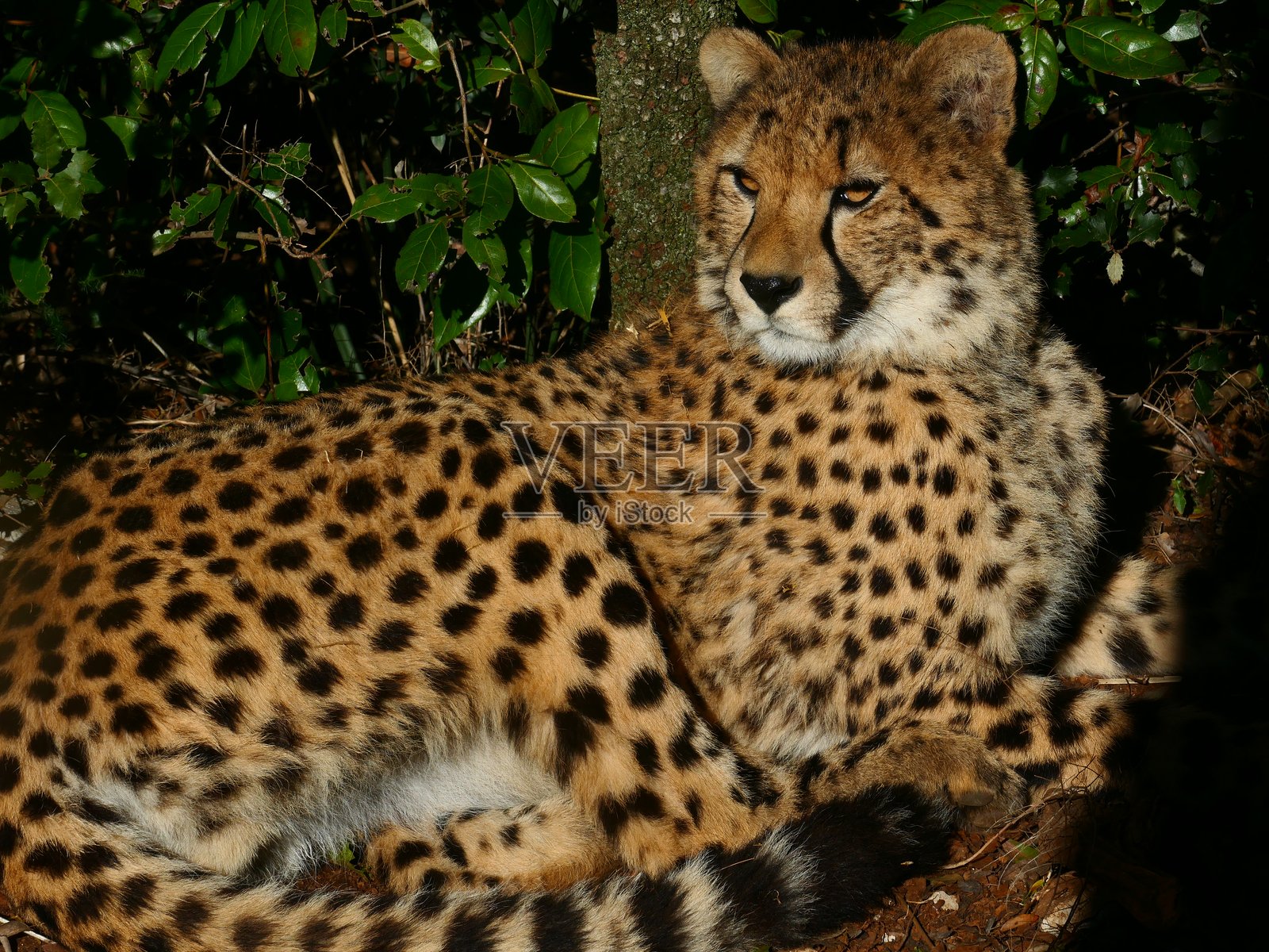 一只猎豹照片摄影图片