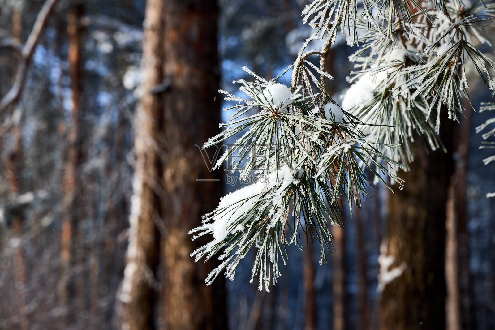 覆盖着雪花的松树枝。冬日景观，特写镜头下积雪的针叶树枝，选择性对焦。照片摄影图片