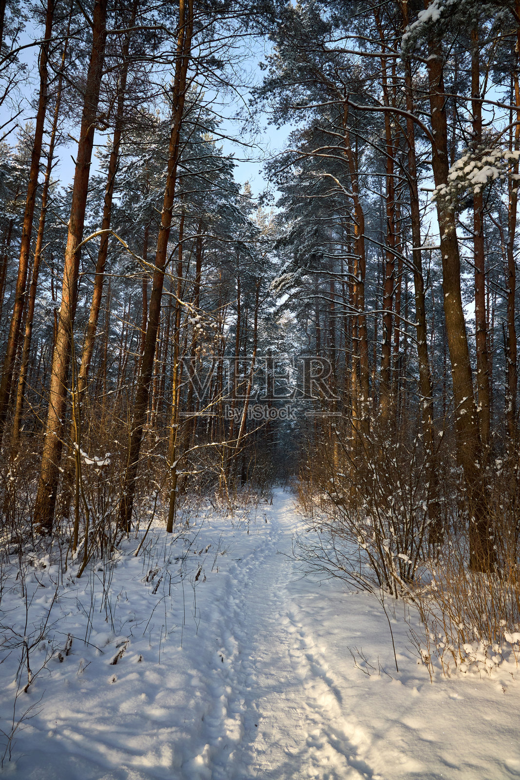 阳光逆光下的冬季森林小径，松树上覆着霜照片摄影图片