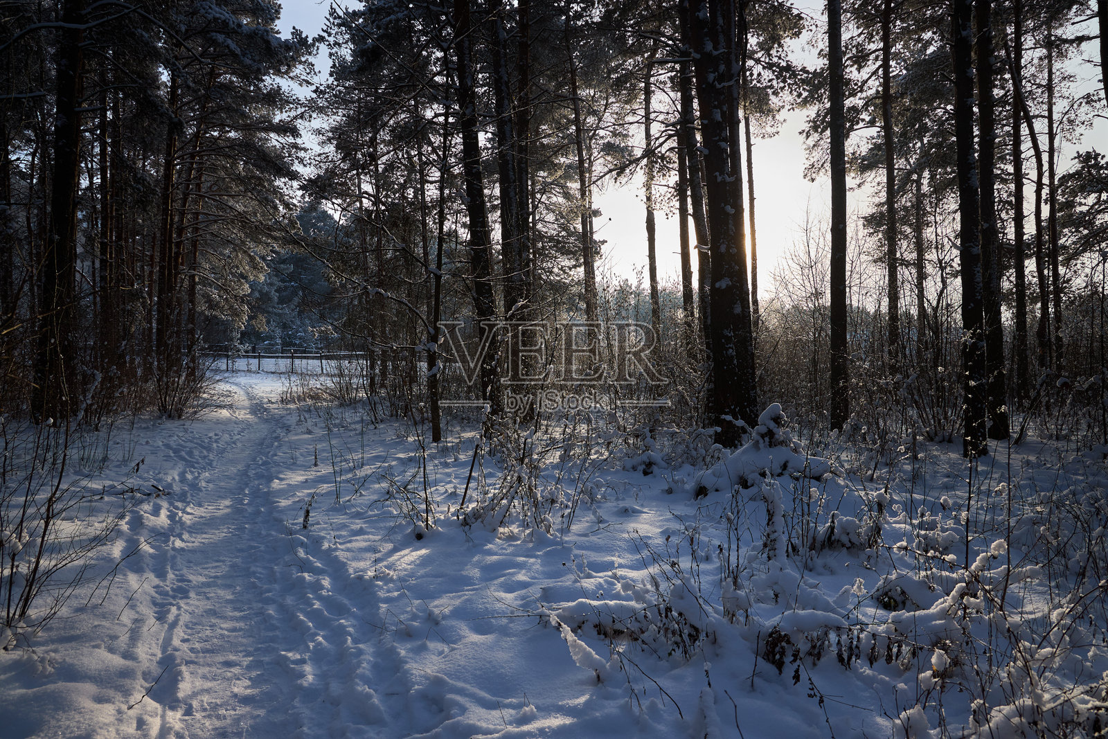 阳光在逆光下照耀着结霜的松树林间的小路照片摄影图片