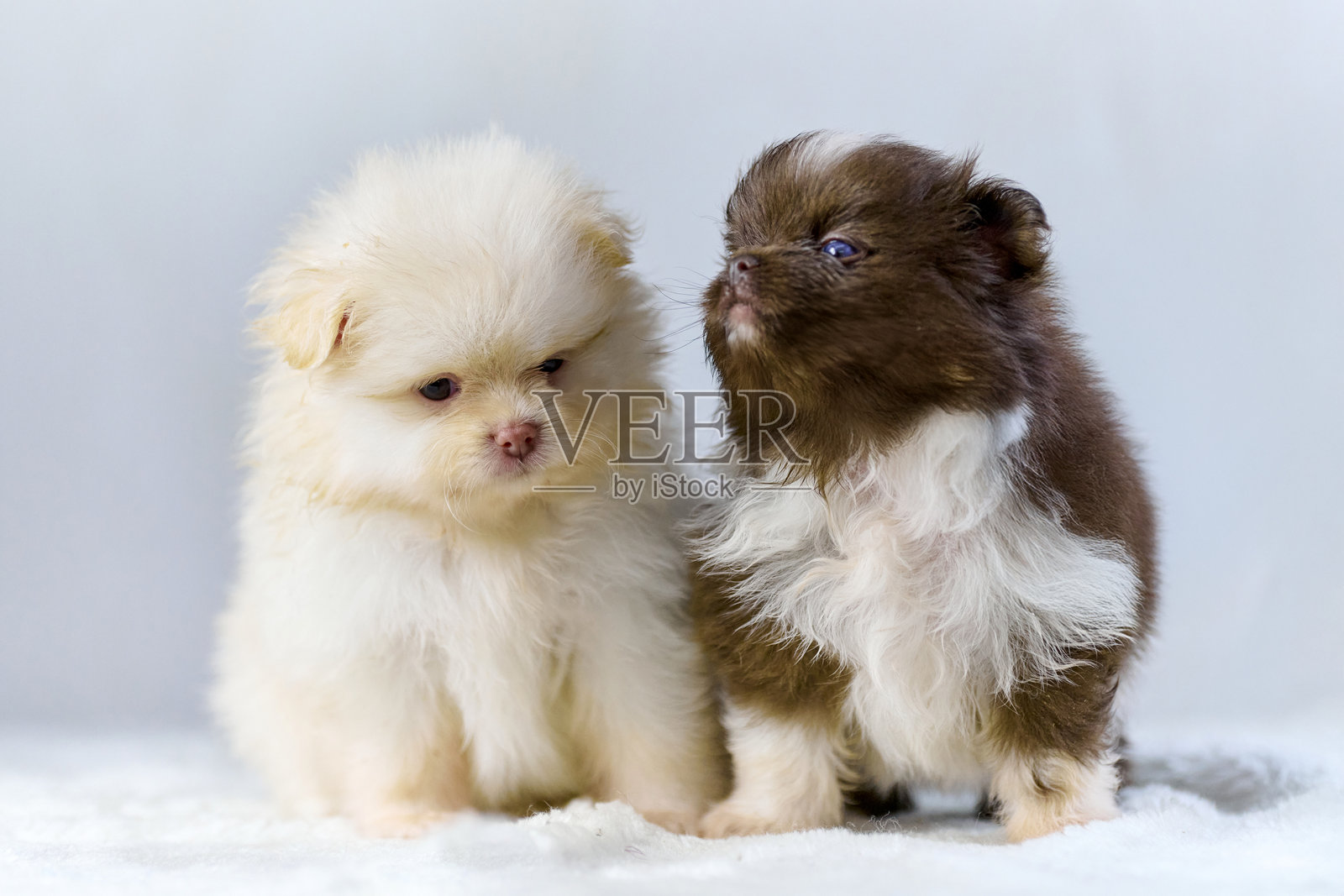 毛茸茸的博美犬幼崽，背景为柔软的白色照片摄影图片