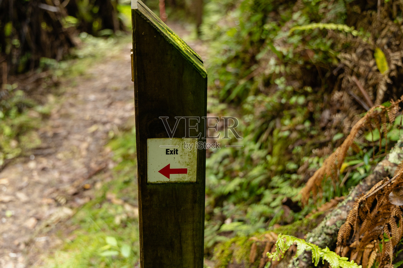 葱郁森林小径旁的出口箭头标志照片摄影图片