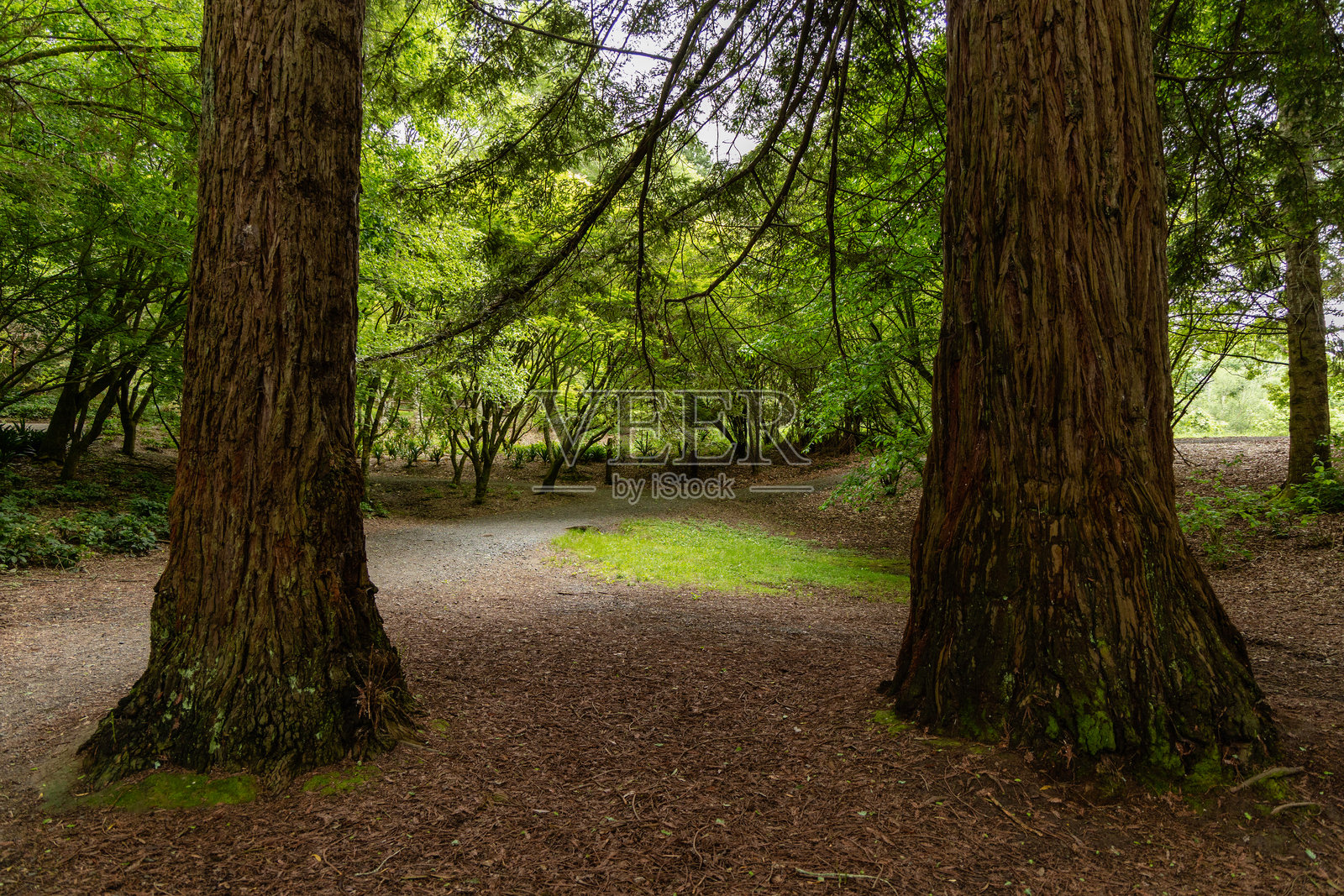 高大的树干勾勒出葱郁的森林小径照片摄影图片