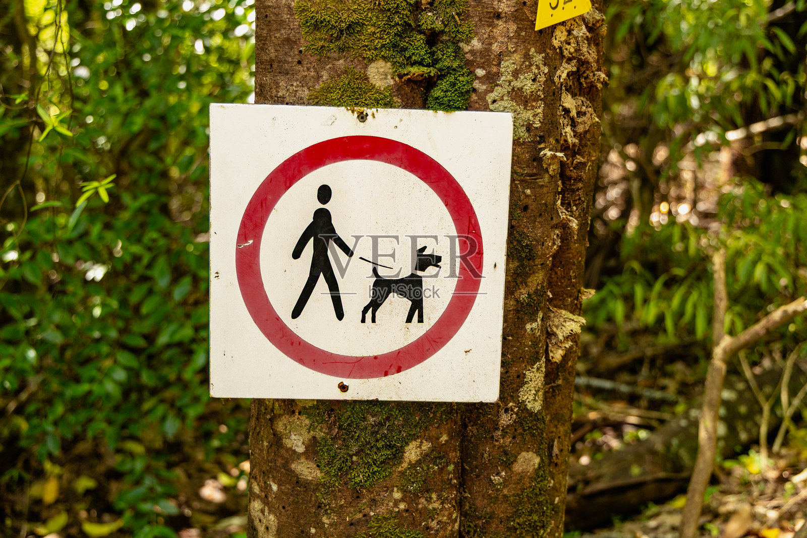 禁止牵绳遛狗标志 森林树木照片摄影图片