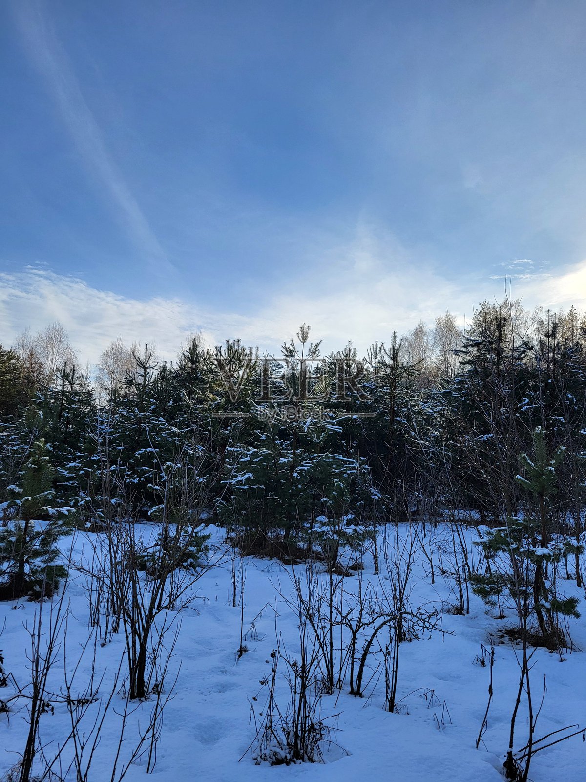 冬季茂密的常绿森林照片摄影图片