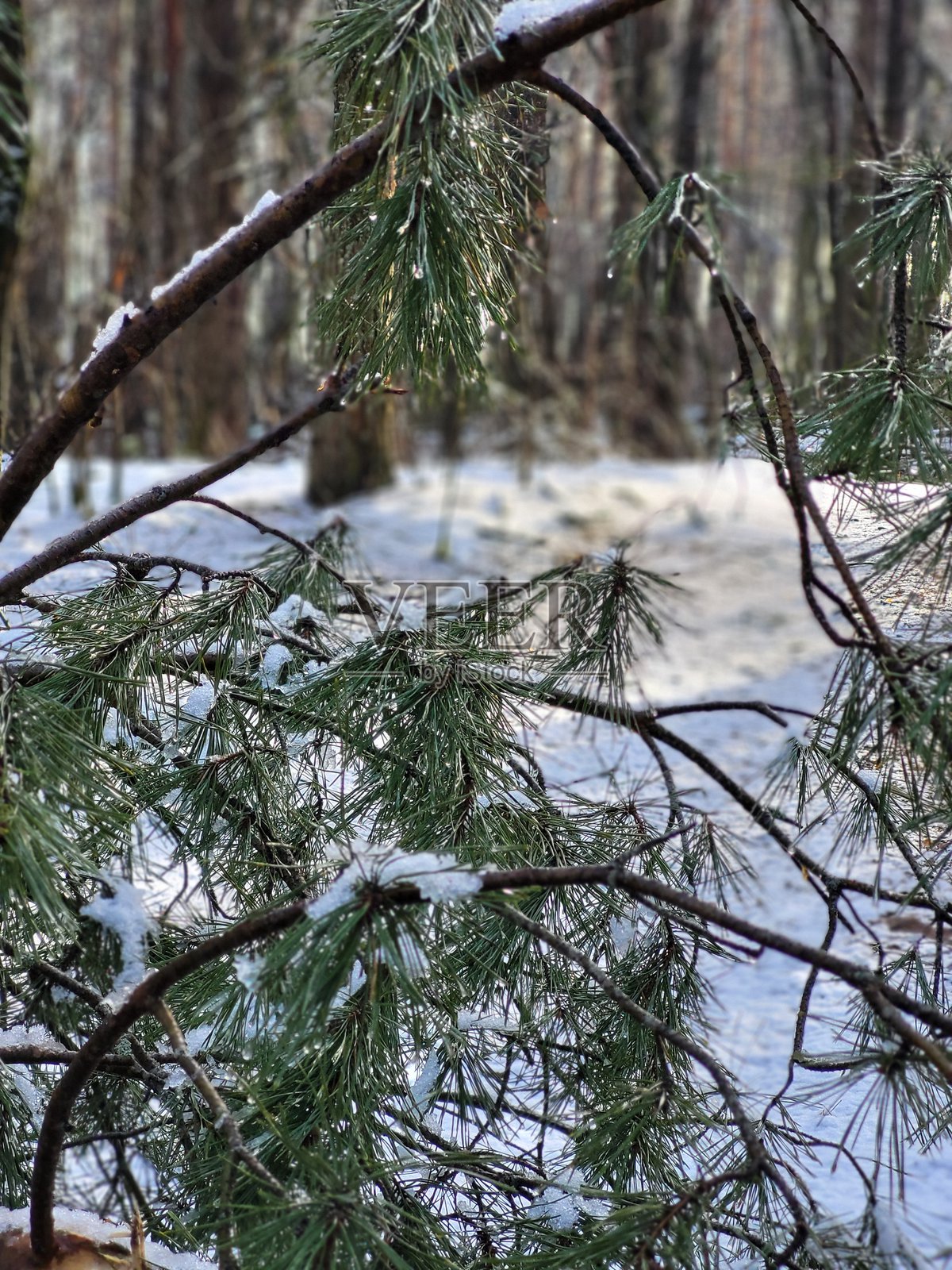雪林中的松枝照片摄影图片