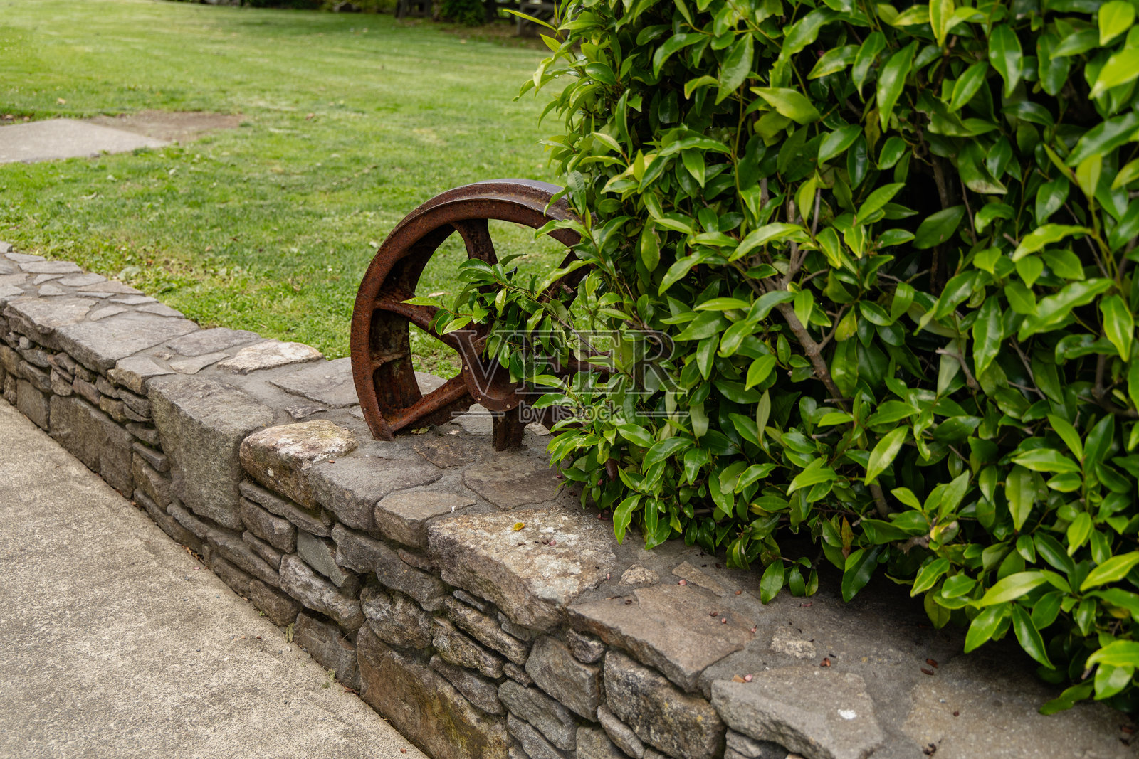 锈迹斑斑的金属轮子旁是绿色的花园树篱照片摄影图片
