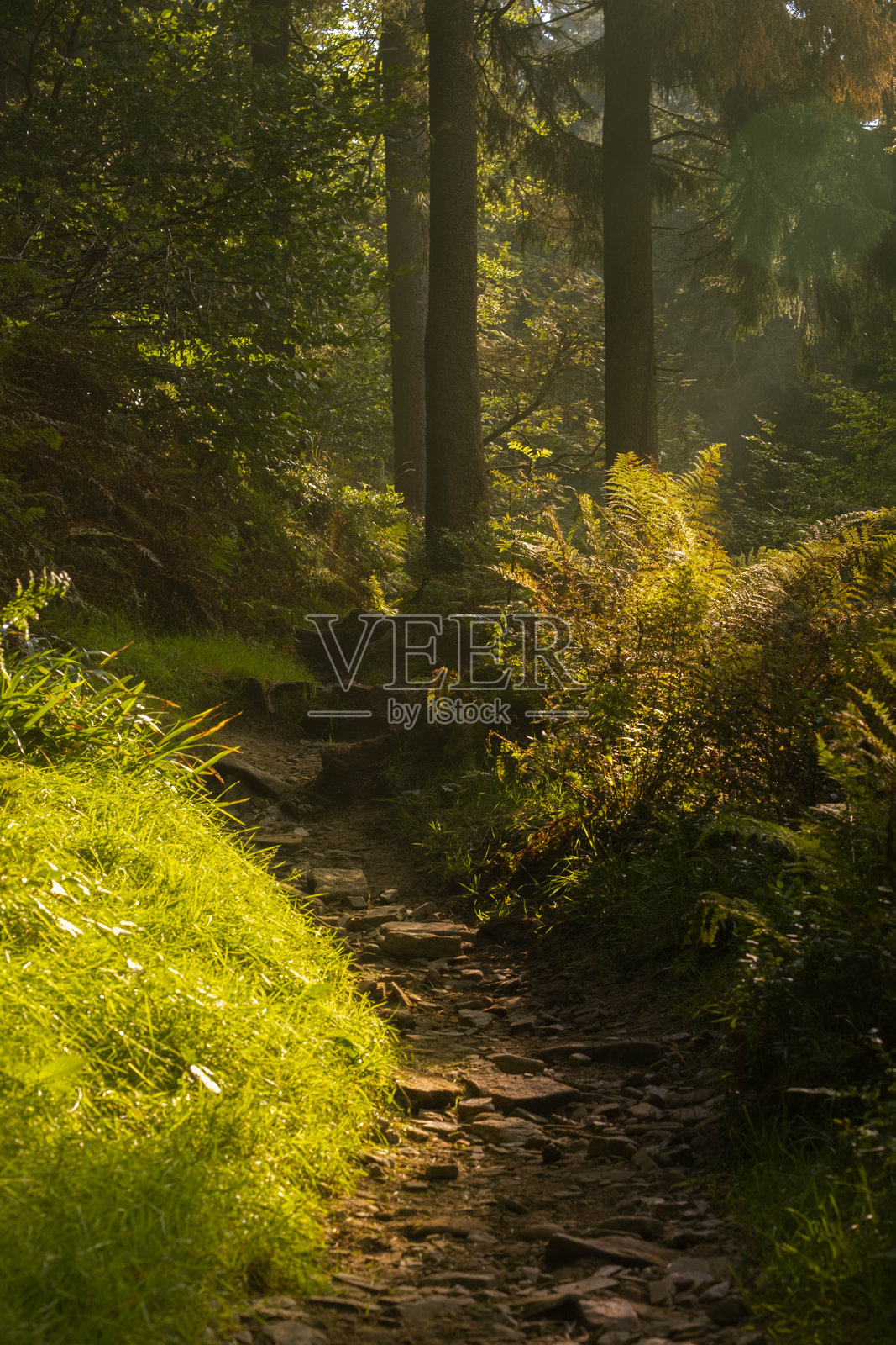 林间漫步的宁静，林荫小道，浓密的树木投下阴影，柔软的苔藓和斑驳的阳光照片摄影图片