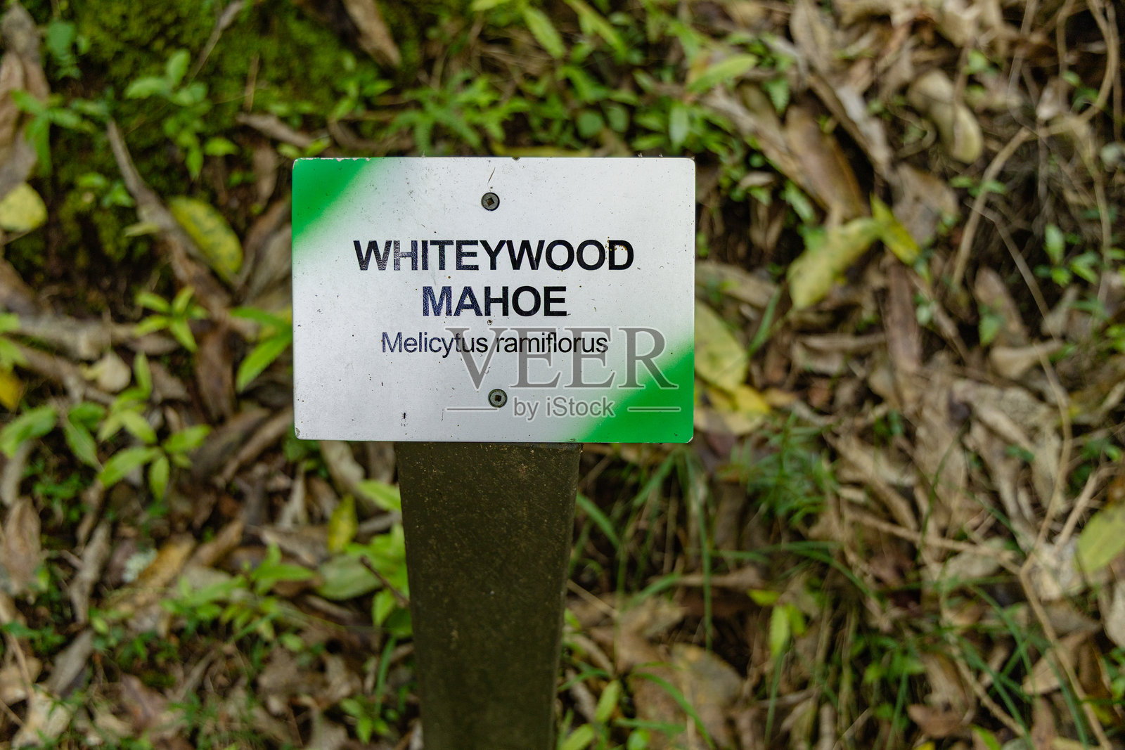 怀蒂伍德马奥白花木属植物标识照片摄影图片