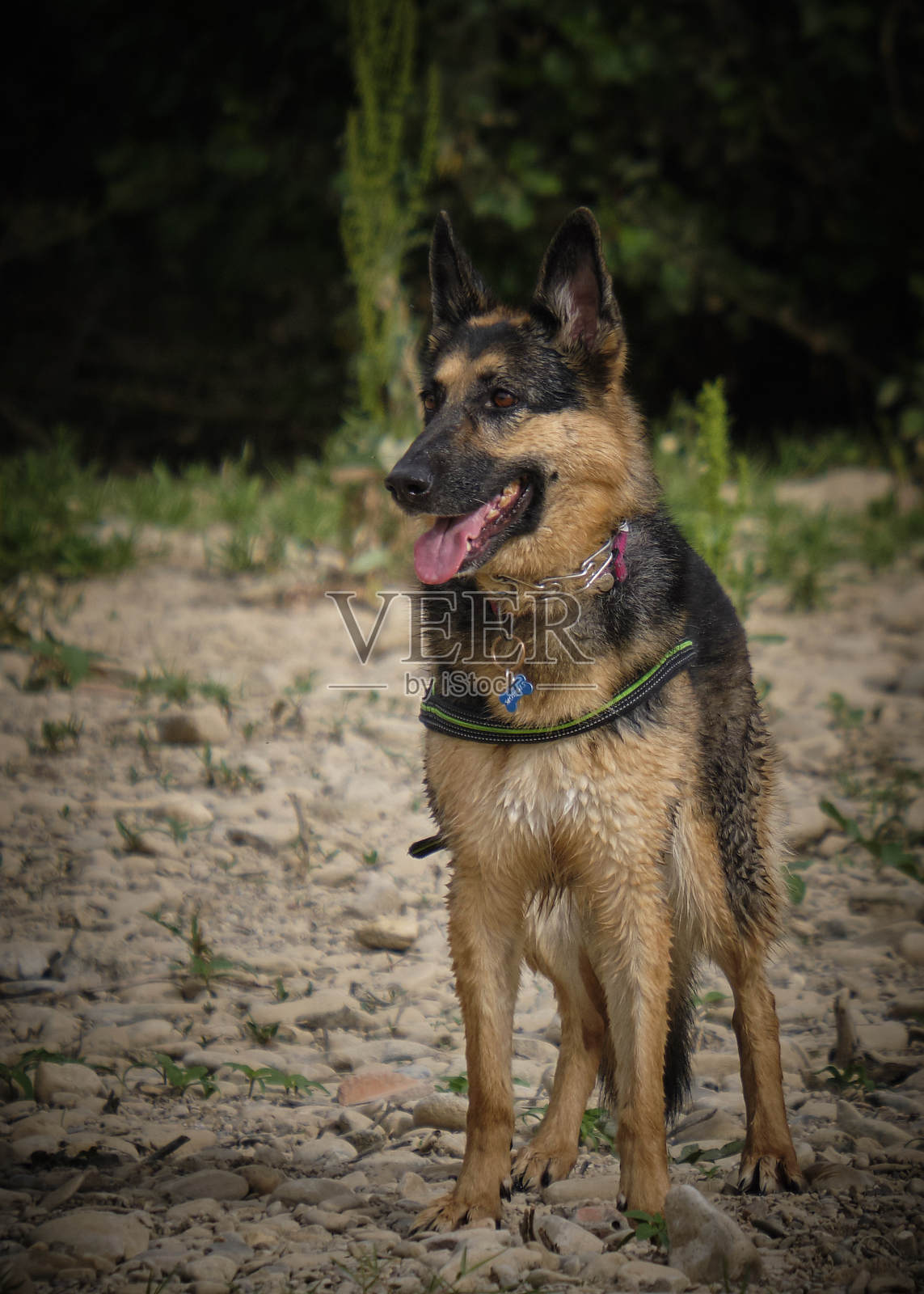 浑身是泥的德国牧羊犬。快乐的狗狗。自由。照片摄影图片