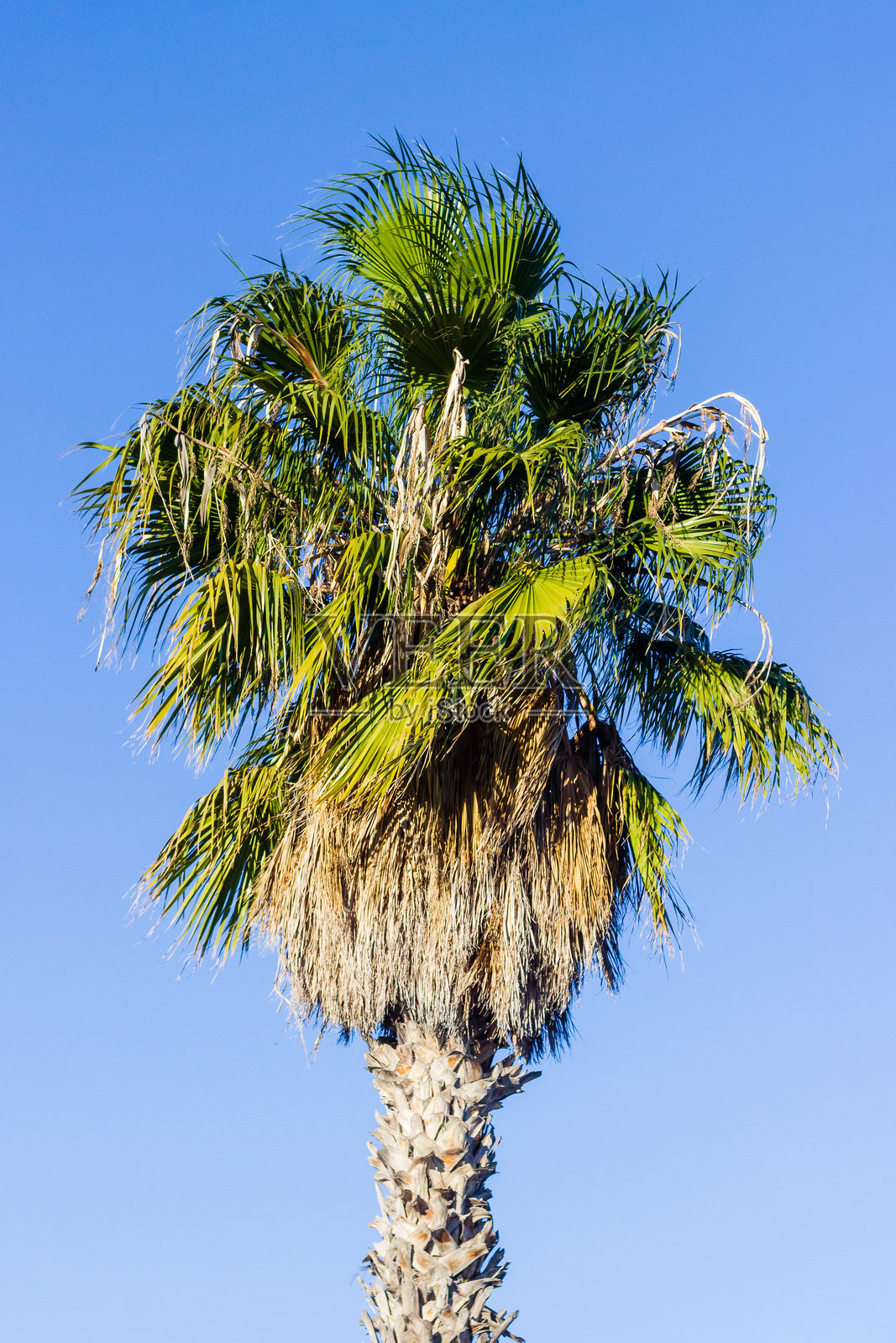 绿叶棕榈树在晴朗的蓝天下，阳光明媚的户外环境照片摄影图片