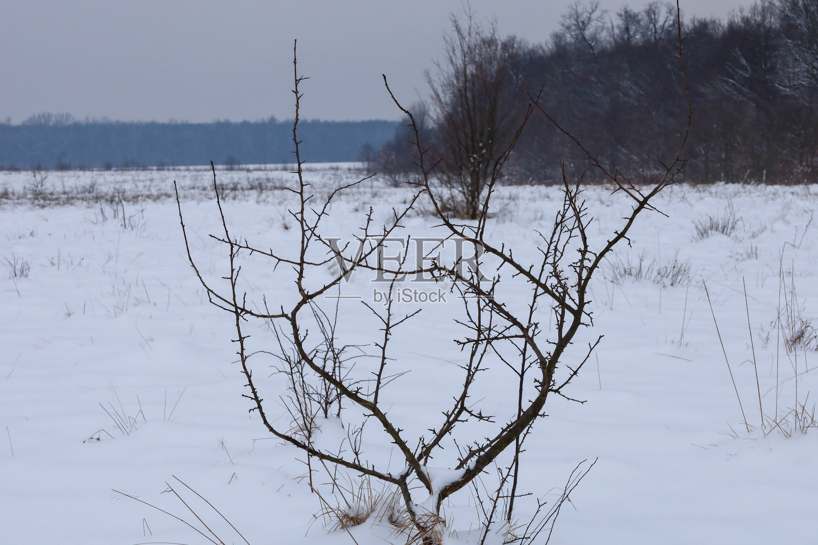 一棵孤零零的灌木丛的细长多刺的树枝，在阴沉的冬季天空下，与广阔的雪地形成鲜明对比。这片简洁的风景捕捉了冰冻大自然的崎岖之美和深邃宁静，营造出一种独特的孤独和冬日氛围。照片摄影图片