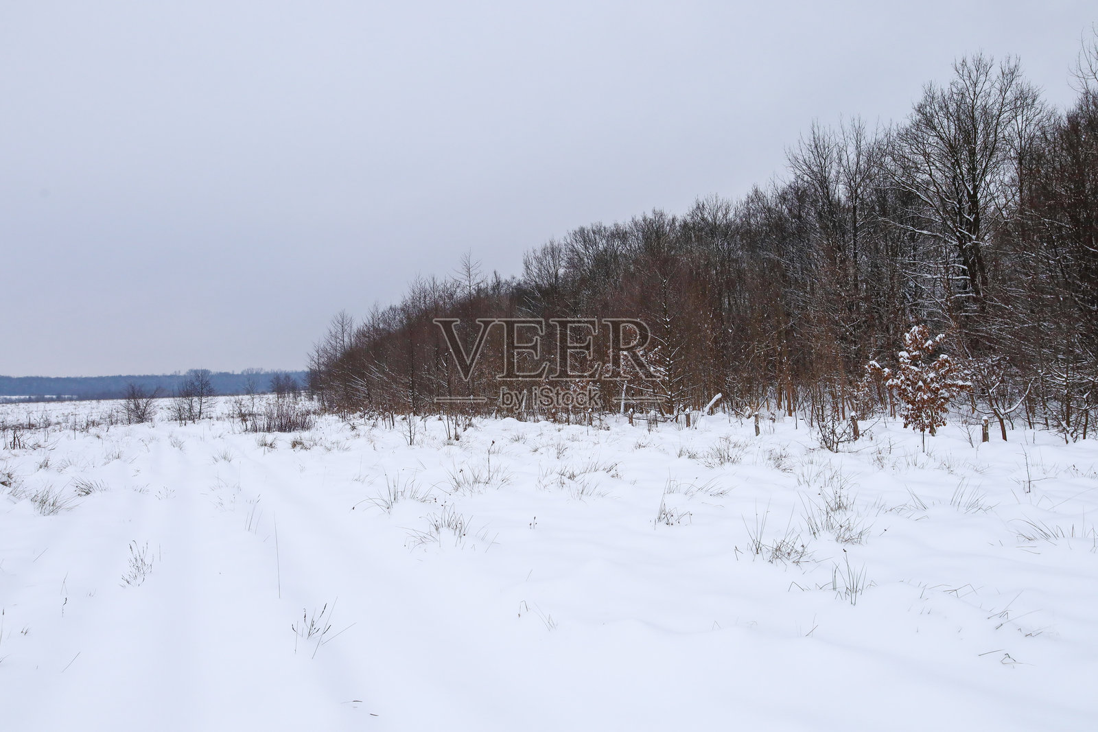 冬日里，一条雪地田间小路蜿蜒穿过茂密的落叶林，天空低垂，一片灰蒙蒙。纯白的雪层掩盖了地形，营造出一种极简而宁静的风景，捕捉了冬日偏远乡村地区的真实氛围。照片摄影图片