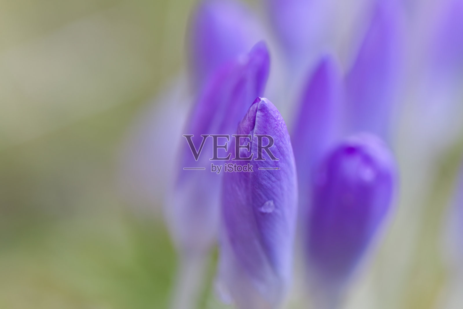 雨滴中的番红花蓓蕾特写，背景中是仍未开放的紫色番红花，模糊的额外紫色蓓蕾，紫罗兰色柔和的背景照片摄影图片