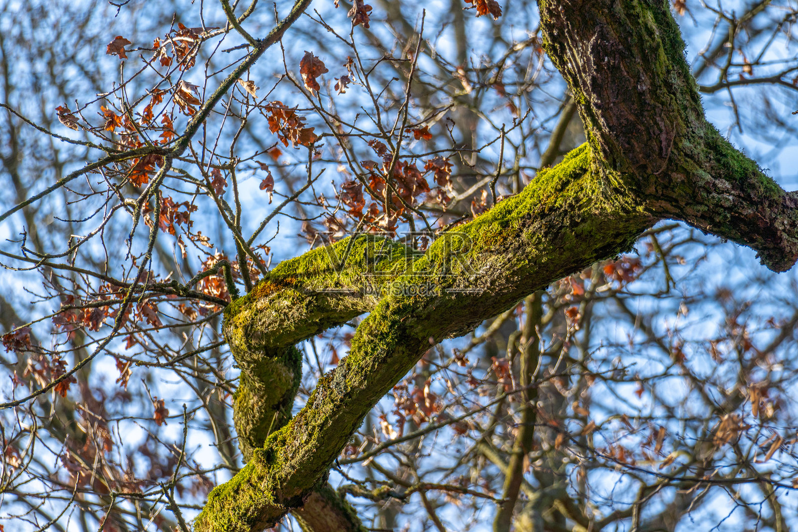 冬季，覆盖着苔藓的树枝衬着湛蓝的天空照片摄影图片
