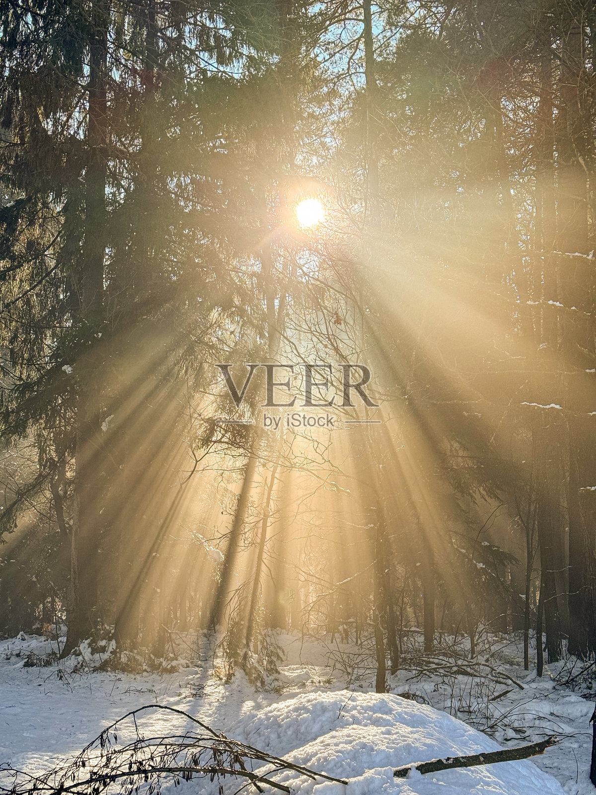 镜头光晕 晨光透过森林树木，投射出魔法般的金色光线照片摄影图片