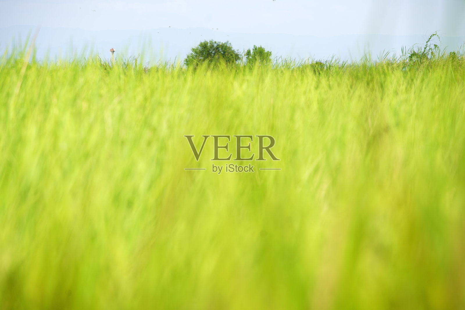 碧绿的草地在晴朗的蓝天下，充满生机的自然环境照片摄影图片