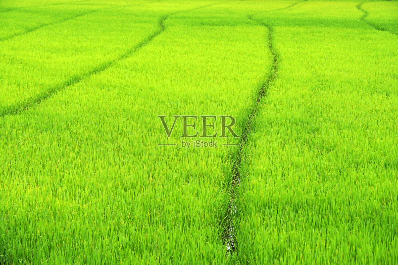 郁郁葱葱的稻田，拥有独特的水流模式照片摄影图片