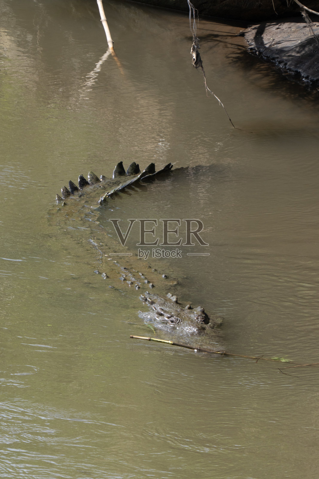 在美国哥斯达黎加的塔科莱斯河中游泳的美洲鳄照片摄影图片