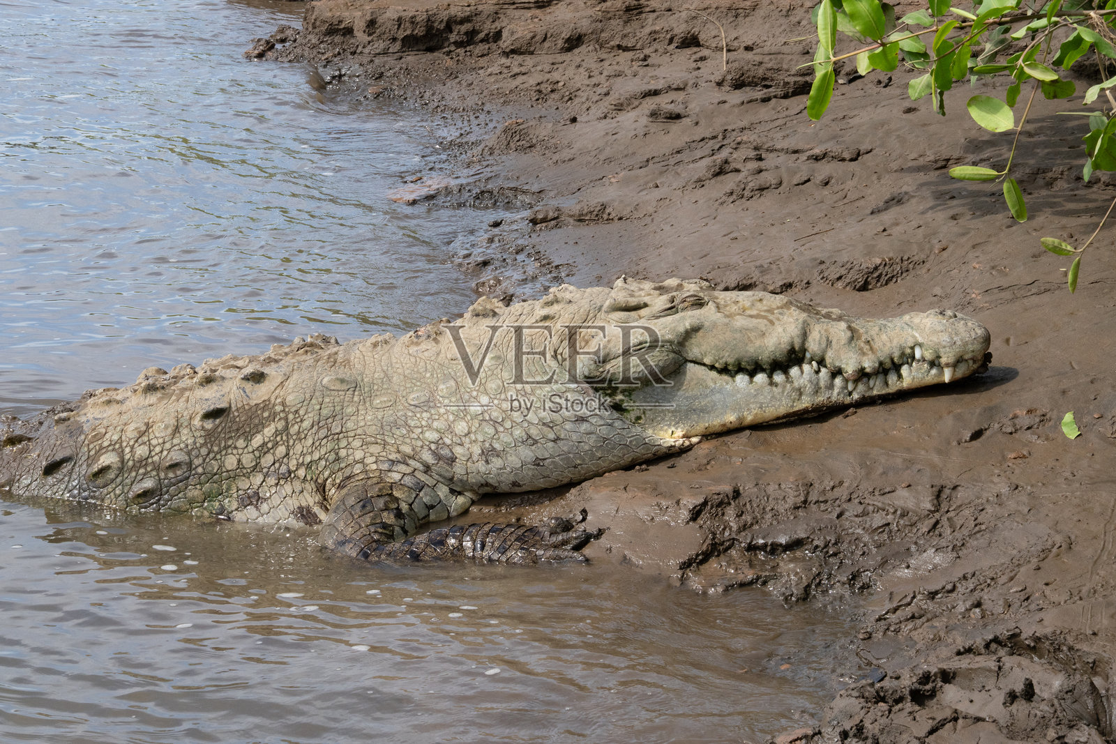 美国短吻鳄在哥斯达黎加河岸边晒太阳照片摄影图片