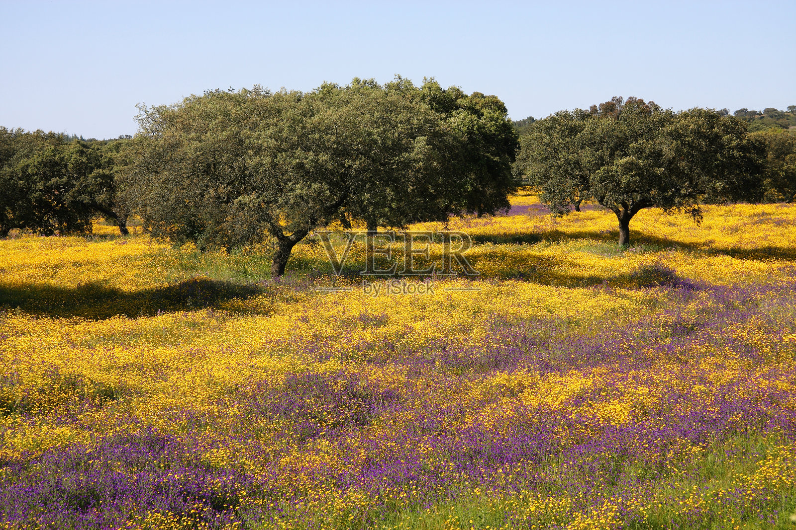 葡萄牙，阿连特茹，埃武拉 - 软木橡树。软木栓皮栎，在春日繁花的原野中。照片摄影图片
