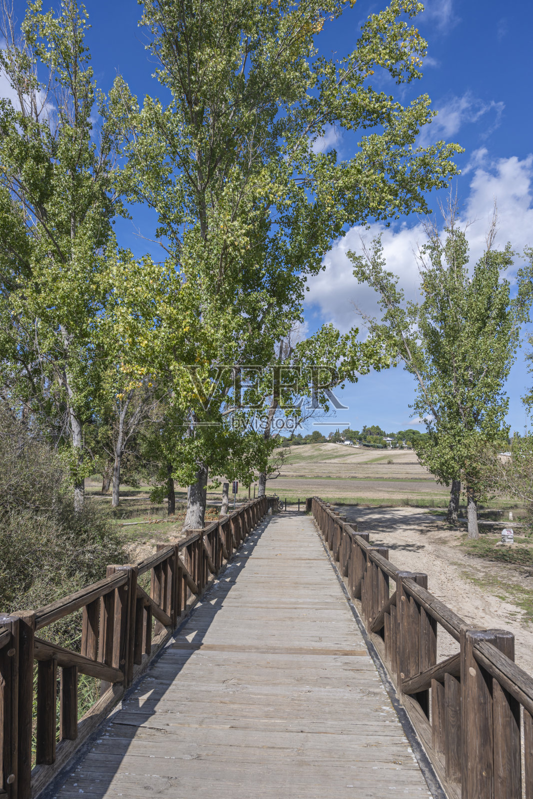 黄昏时分，树木的剪影和金属原木步道在林地上融合成一个细长的影子照片摄影图片