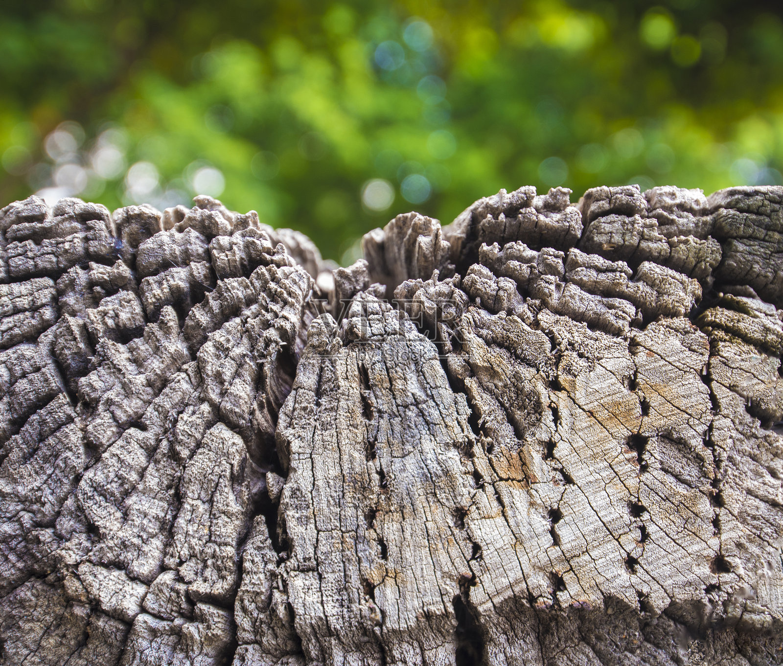 带有自然纹理的旧木纹，可用作背景和设计艺术品。照片摄影图片