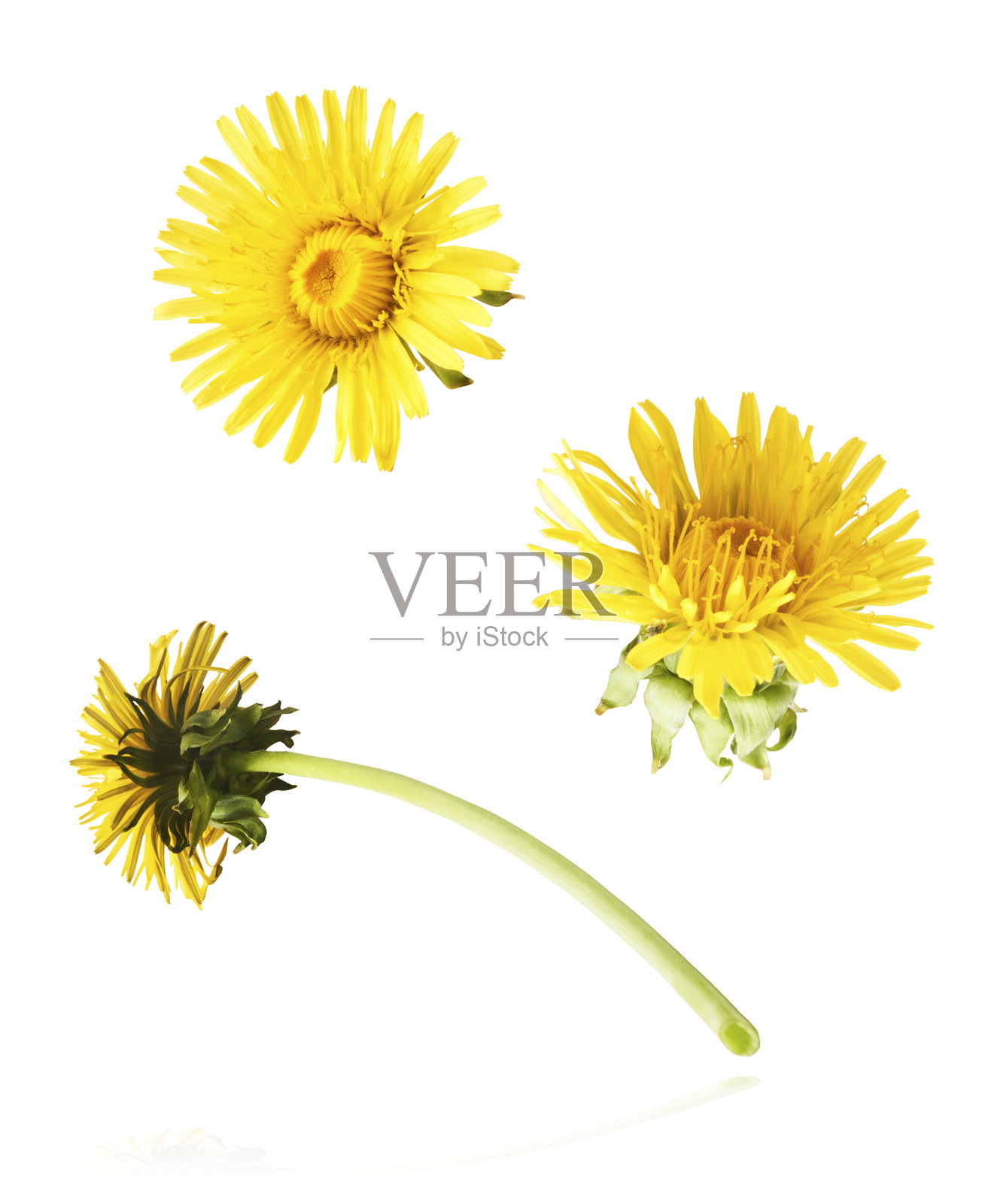 蒲公英的黄色花朵和新鲜的绿叶在空中飘落，孤立在白色背景上。花朵悬浮或零重力照片摄影图片