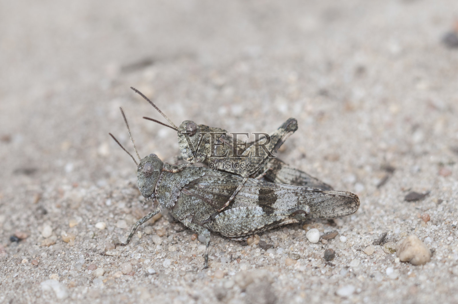 蓝翅蚱蜢照片摄影图片