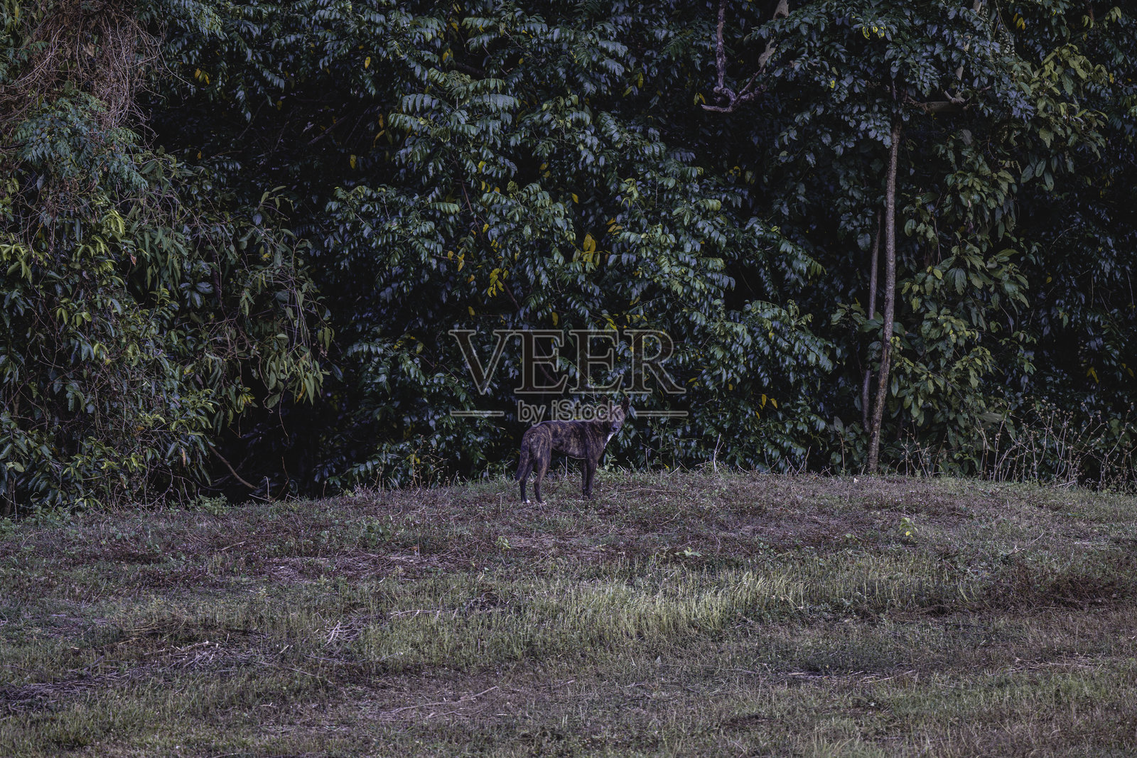 澳大利亚昆士兰州灌木丛中的成年丁狗。照片摄影图片