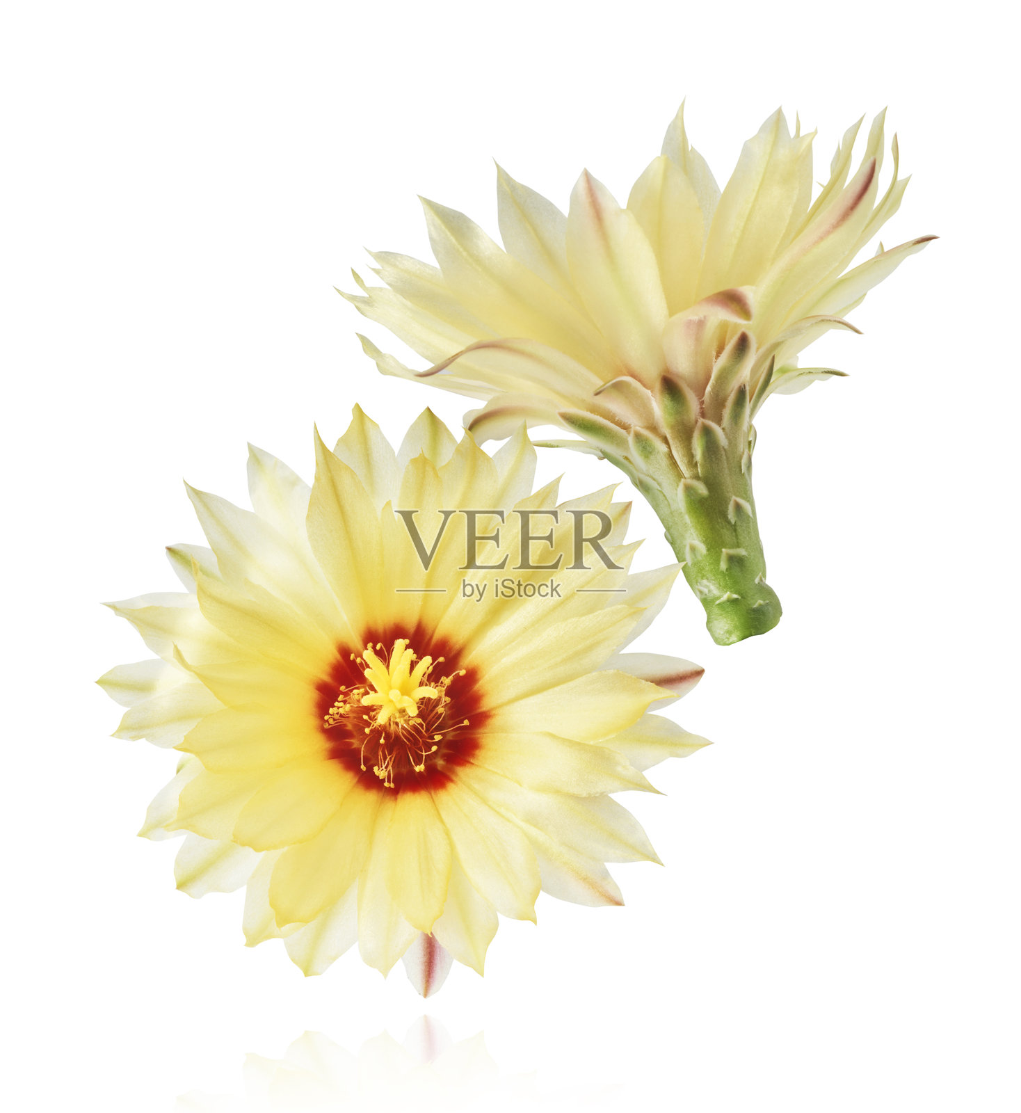 新鲜的仙人掌花盛开，美丽的黄花飘落，孤立在空中照片摄影图片