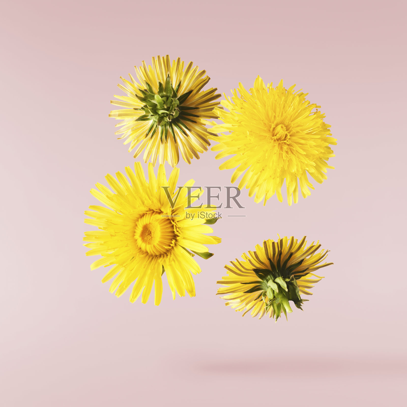 蒲公英的黄色花朵照片摄影图片