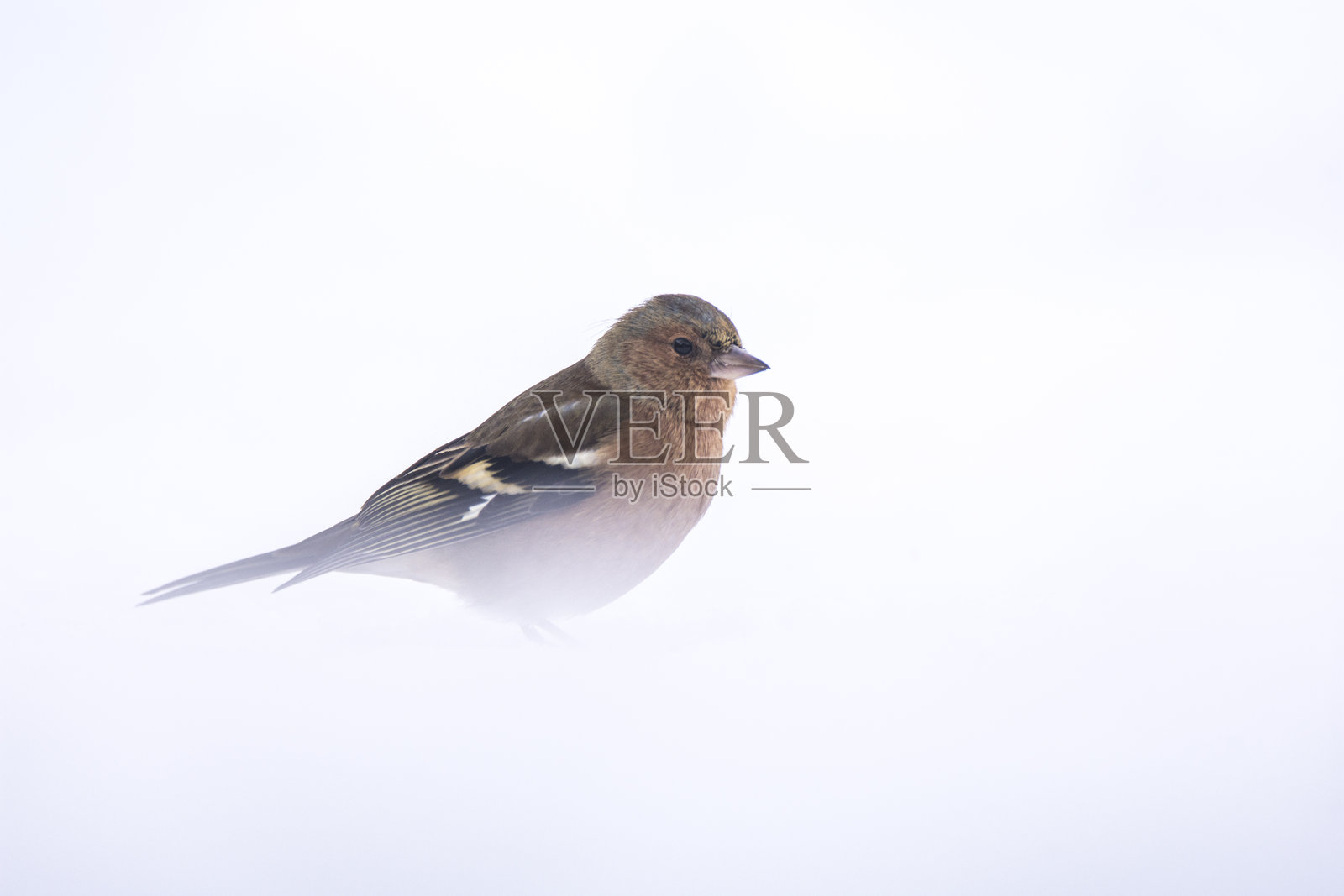 燕雀照片摄影图片