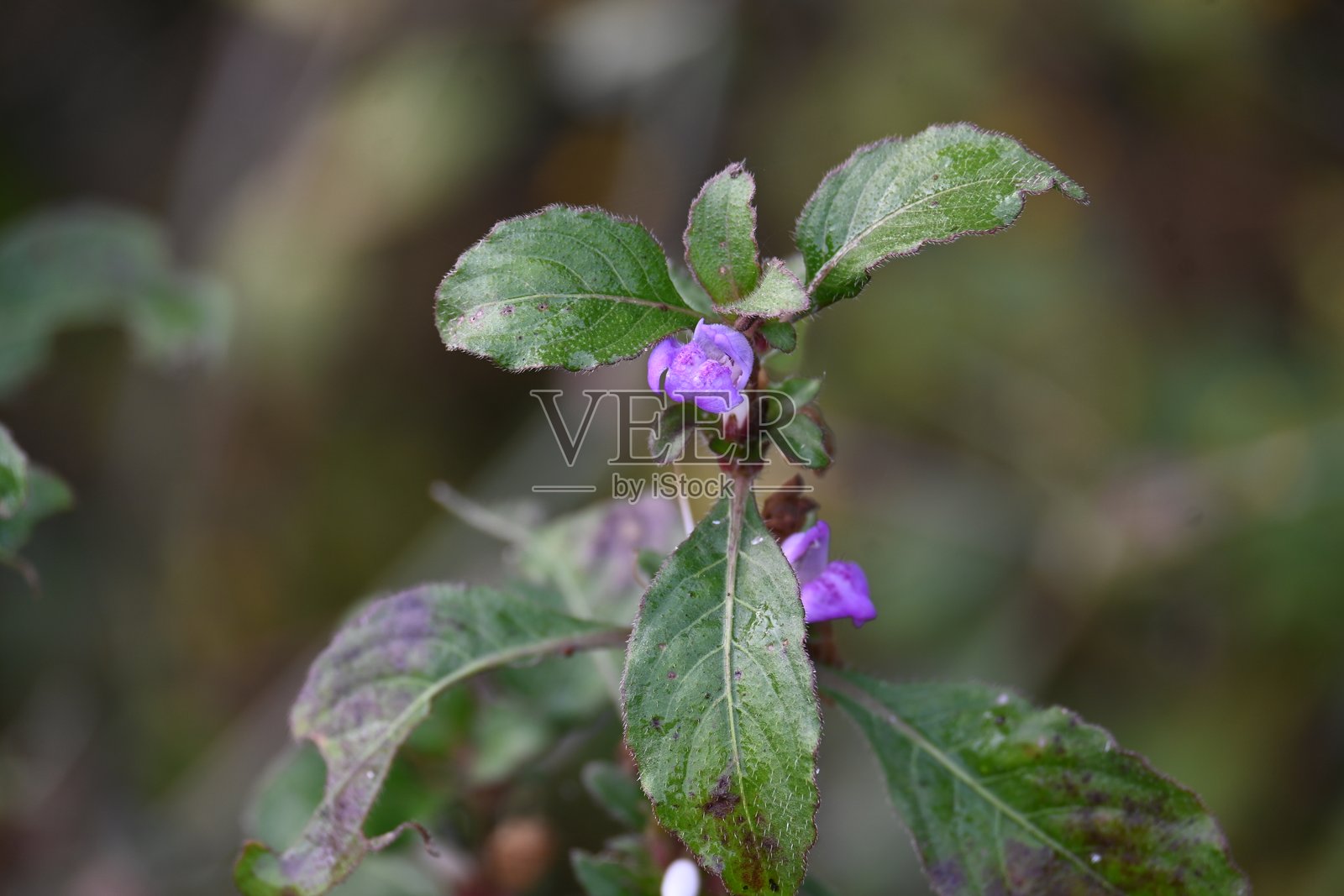 开花的薄荷植物照片摄影图片
