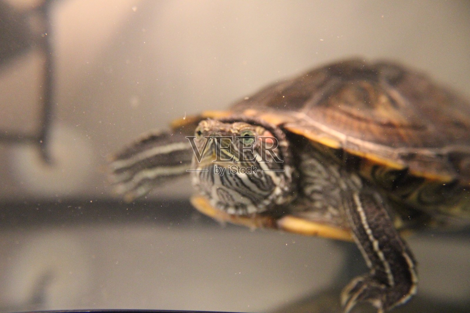 特写：水箱中的红耳龟照片摄影图片