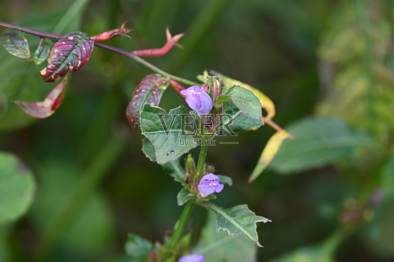 开花的牛至香草植物照片摄影图片