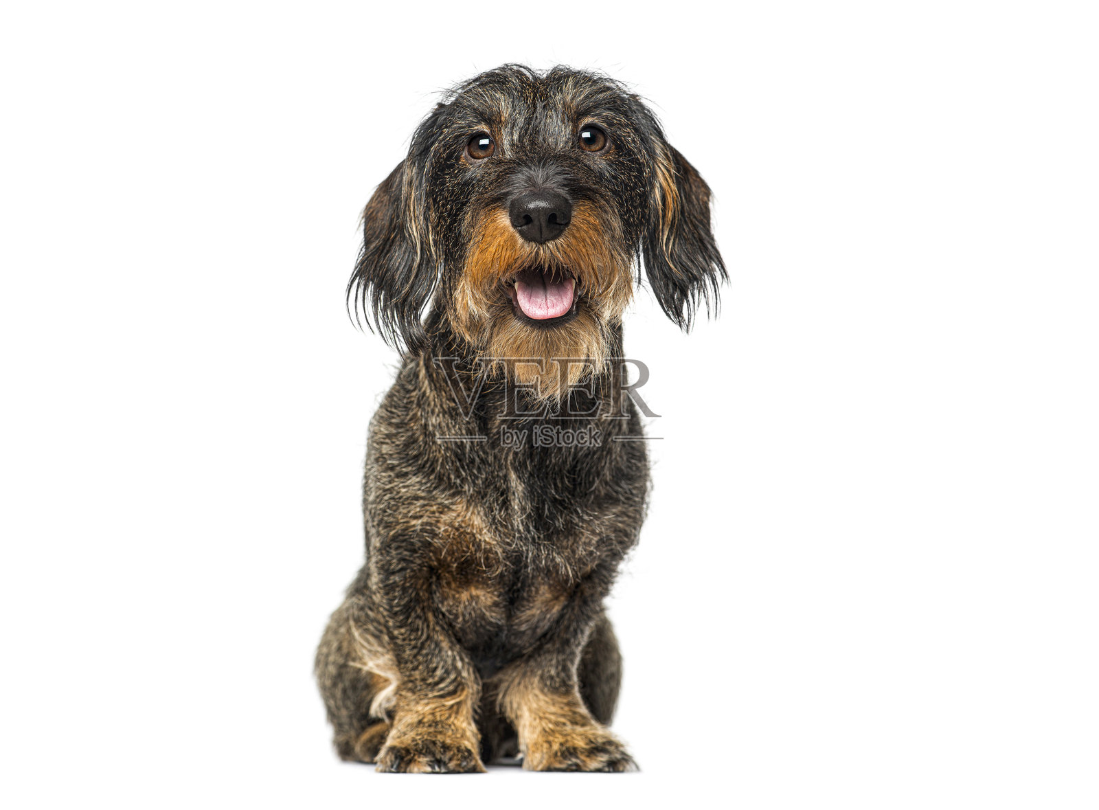 刚毛腊肠犬坐着，看向镜头照片摄影图片