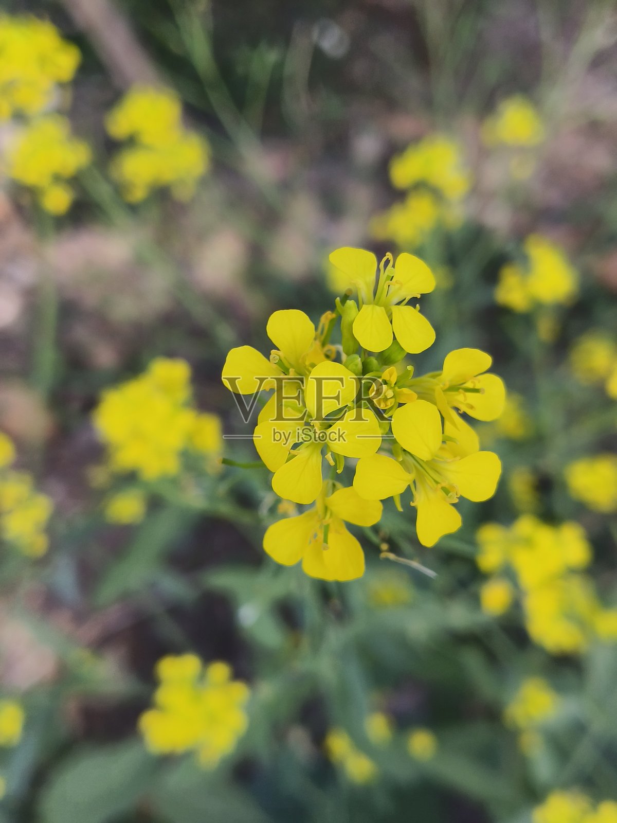 印度芥菜（Brassica juncea）照片摄影图片