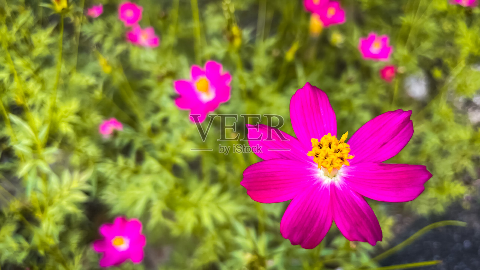 黄色花心的波斯菊特写照片摄影图片